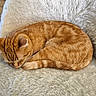 Ubble a rejoint le concours — aidez-le/la à gagner de superbes lots ! animal, cat, chair, cozy, curled_up, cute, domestic_animal, feline, fluffy_chair, fur, ginger_cat, indoor, nap, pet, relaxing, resting, sleeping, soft_texture, tabby, whiskers