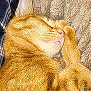 Ubble a rejoint le concours — aidez-le/la à gagner de superbes lots ! animal, blanket, cat, close_up, comfort, cozy, cute, domestic_animal, fur, furry, ginger_cat, indoor, nap, pet, plaid, relaxation, resting, sleeping, soft, whiskers