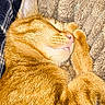 animal, blanket, cat, close_up, comfort, cozy, cute, domestic_animal, fur, furry, ginger_cat, indoor, nap, pet, plaid, relaxation, resting, sleeping, soft, whiskers