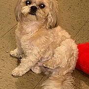 Milo Gizmo joined the competition — help win amazing prizes! adorable, close_up, companion, cream_colored, dog, eye_reflection, flash_glare, fluffy, fur, indoor, looking_at_camera, paws, pet, pillow, portrait, shih_tzu_like, sitting, small_dog, tail, tile_floor