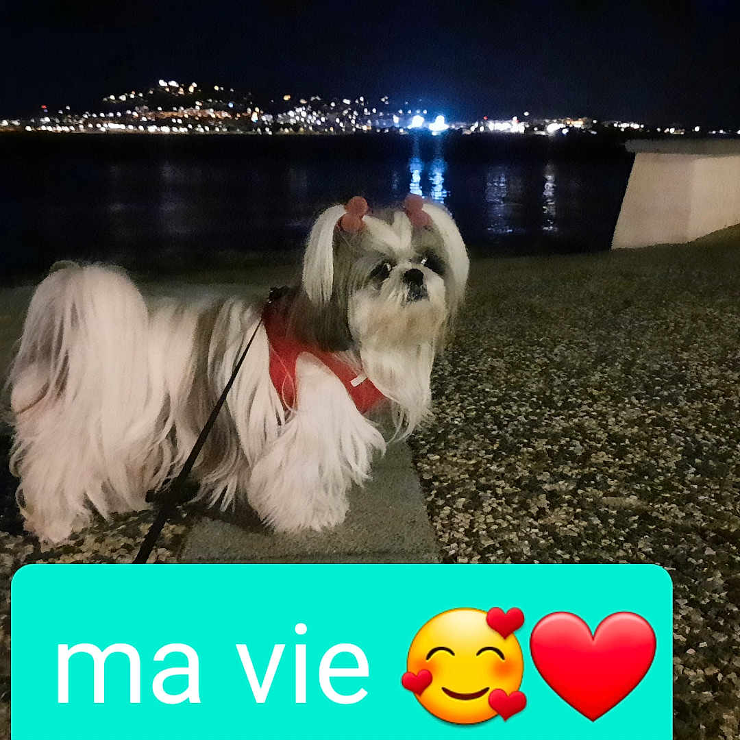 Tia a rejoint le concours — aidez-le/la à gagner de superbes lots ! animal, canine, cockerspaniel, dog, eskimodog, face, head, lighting, nature, night, outdoors, papillon, person, pet, poodle, puppy, terrier, water, waterfront, whitedog