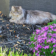 Jasper is registered to the contest to win money with this photo: animal, cat, daytime, feline, flowers, fluffy_cat, garden, grass, greenery, leaf, mulch, nature, outdoor, pet, pink_flowers, plant, relaxed, resting, sunlight, wall