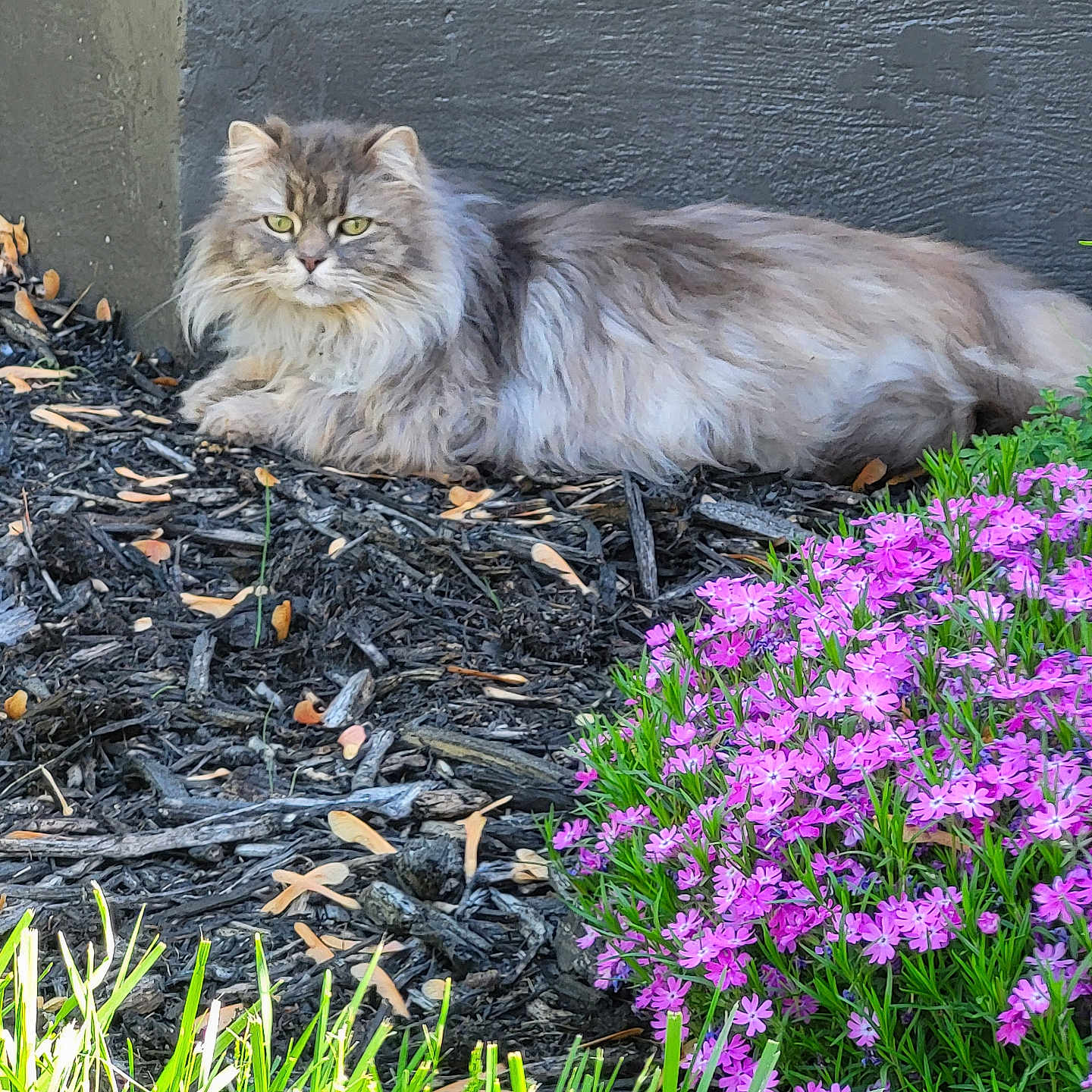 Jasper is registered to the contest to win money with this photo: animal, cat, daytime, feline, flowers, fluffy_cat, garden, grass, greenery, leaf, mulch, nature, outdoor, pet, pink_flowers, plant, relaxed, resting, sunlight, wall