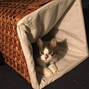Corky is registered to the contest to win money with this photo: cat, basket, woven_basket, pet, indoor, feline, cozy, shadow, fur, animal, resting, curious, home, soft_lighting, white, gray, cute, relaxed, paw, collar