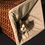 cat, basket, woven_basket, pet, indoor, feline, cozy, shadow, fur, animal, resting, curious, home, soft_lighting, white, gray, cute, relaxed, paw, collar