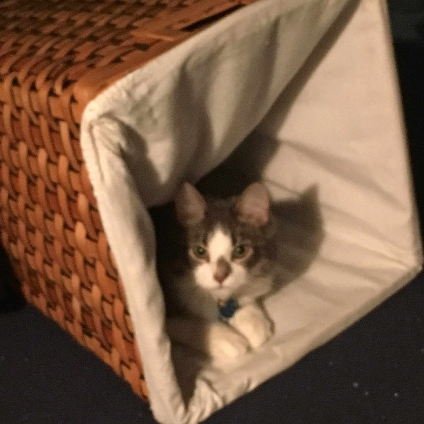 Corky is registered to the contest to win money with this photo: animal, basket, cat, collar, cozy, curious, cute, feline, fur, gray, home, indoor, paw, pet, relaxed, resting, shadow, soft_lighting, white, woven_basket