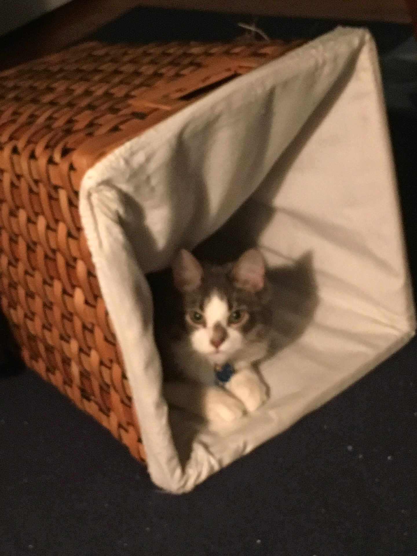 Corky is registered to the contest to win money with this photo: cat, basket, woven_basket, pet, indoor, feline, cozy, shadow, fur, animal, resting, curious, home, soft_lighting, white, gray, cute, relaxed, paw, collar