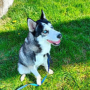 Rokie a rejoint le concours — aidez-le/la à gagner de superbes lots ! animal, blue_eyes, canine, daylight, dog, ears, fur, grass, happy, leash, nature, outdoor, pet, playful, portrait, siberian_husky, sitting, summer, sunlight, tongue