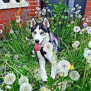 Rokie participe au concours pour gagner de l'argent avec cette photo : dog, husky, blue_eyes, tongue_out, dandelions, greenery, plants, garden, red_brick_wall, outdoor, nature, happy, pet, animal, flora, leaves, grass, daylight, canine, spring