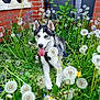 dog, husky, blue_eyes, tongue_out, dandelions, greenery, plants, garden, red_brick_wall, outdoor, nature, happy, pet, animal, flora, leaves, grass, daylight, canine, spring