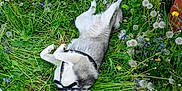 Rokie a rejoint le concours — aidez-le/la à gagner de superbes lots ! animal, brick_wall, canine, child, dandelions, dog, flower, garden, grass, greenery, hand, husky, leaf, nature, outdoor, pet, plant, playful, shoe, summer
