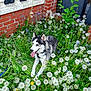 dog, husky, dandelions, garden, greenery, brick_wall, outdoor, plants, tongue_out, pet, nature, grass, white_balustrade, summer, animal, fluffy, canine, happy, resting, leash