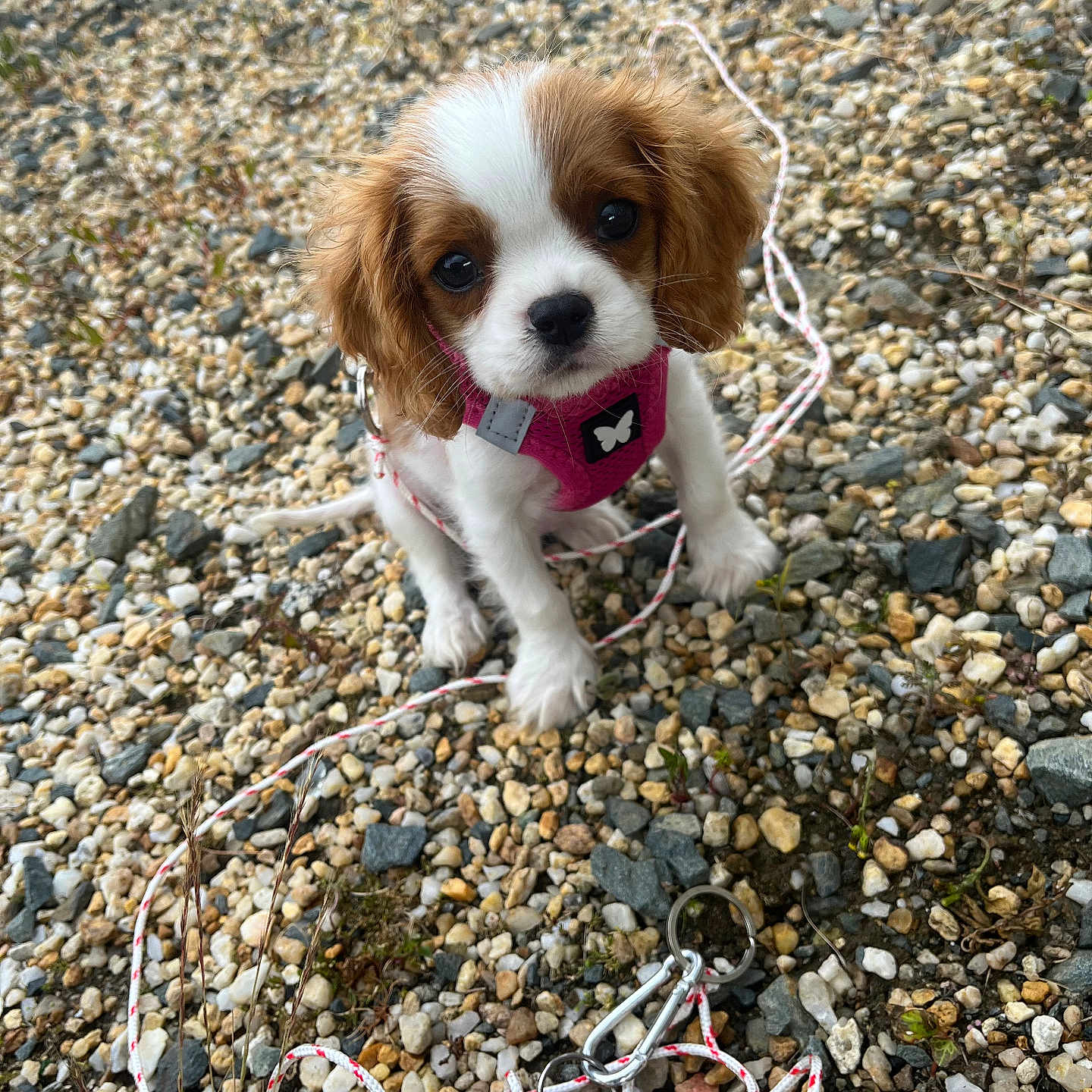 Vaïana a rejoint le concours — aidez-le/la à gagner de superbes lots ! accessories, animal, canine, cockerspaniel, dog, face, gravel, head, hound, leash, papillon, pebble, person, pet, photography, puppy, road, rock, slate, strap