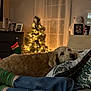 Oliver is registered to the contest to win money with this photo: christmas_tree, cozy, curtains, decorations, dog, framed_photos, holiday_decor, indoor, jeans, living_room, pillows, plush, relaxing, resting, socks, sofa, stockings, stuffed_toy, warm_lighting, wooden_furniture