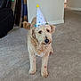 animal, black_chair, brown_dog, cardboard_boxes, carpet, celebration, curious, curly_hair, cute, dog, domestic, floor, furniture, hat, home, indoor, looking, party_hat, pet, standing