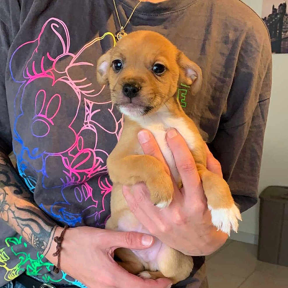 Gulloum participe au concours pour gagner de l'argent avec cette photo : accessory, animal, brown, casual, colorful, cute, dog, fashion, hand, holding, human, indoor, mickey_mouse, person, pet, portrait, puppy, shirt, tattoo, young_dog