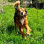 Leo participe au concours pour gagner de l'argent avec cette photo : dog, running, grass, outdoor, greenery, nature, trees, sunlight, meadow, pet, animal, fur, happy, canine, spring, field, playful, ears, tail, daytime