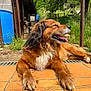 Leo a rejoint le concours — aidez-le/la à gagner de superbes lots ! dog, brown_dog, tongue_out, happy, outdoor, sunlight, grass, barrel, tiles, rustic, fur, pet, canine, nature, relaxed, smiling, animal, daylight, garden, paw