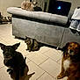 dog, cat, pets, indoor, couch, floor, tile_floor, animal, furniture, living_room, playstation, television, shadow, grey_couch, brown_dog, black_dog, grey_cat, tabby_cat, pet_group, home
