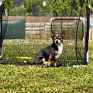 Snoop a rejoint le concours — aidez-le/la à gagner de superbes lots ! dog, small_dog, outdoor, grass, sports_equipment, soccer_goal, pet, animal, sunny, daytime, nature, blurred_background, black_and_tan, alert, sitting, canine, fence, yard, play, field