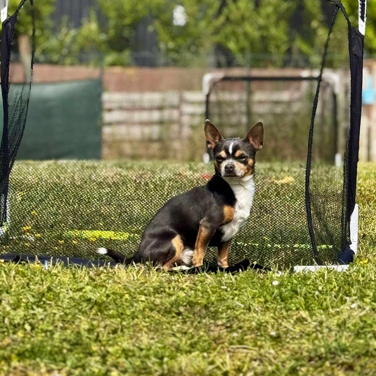 Snoop a rejoint le concours — aidez-le/la à gagner de superbes lots ! alert, animal, black_and_tan, blurred_background, canine, daytime, dog, fence, field, grass, nature, outdoor, pet, play, sitting, small_dog, soccer_goal, sports_equipment, sunny, yard