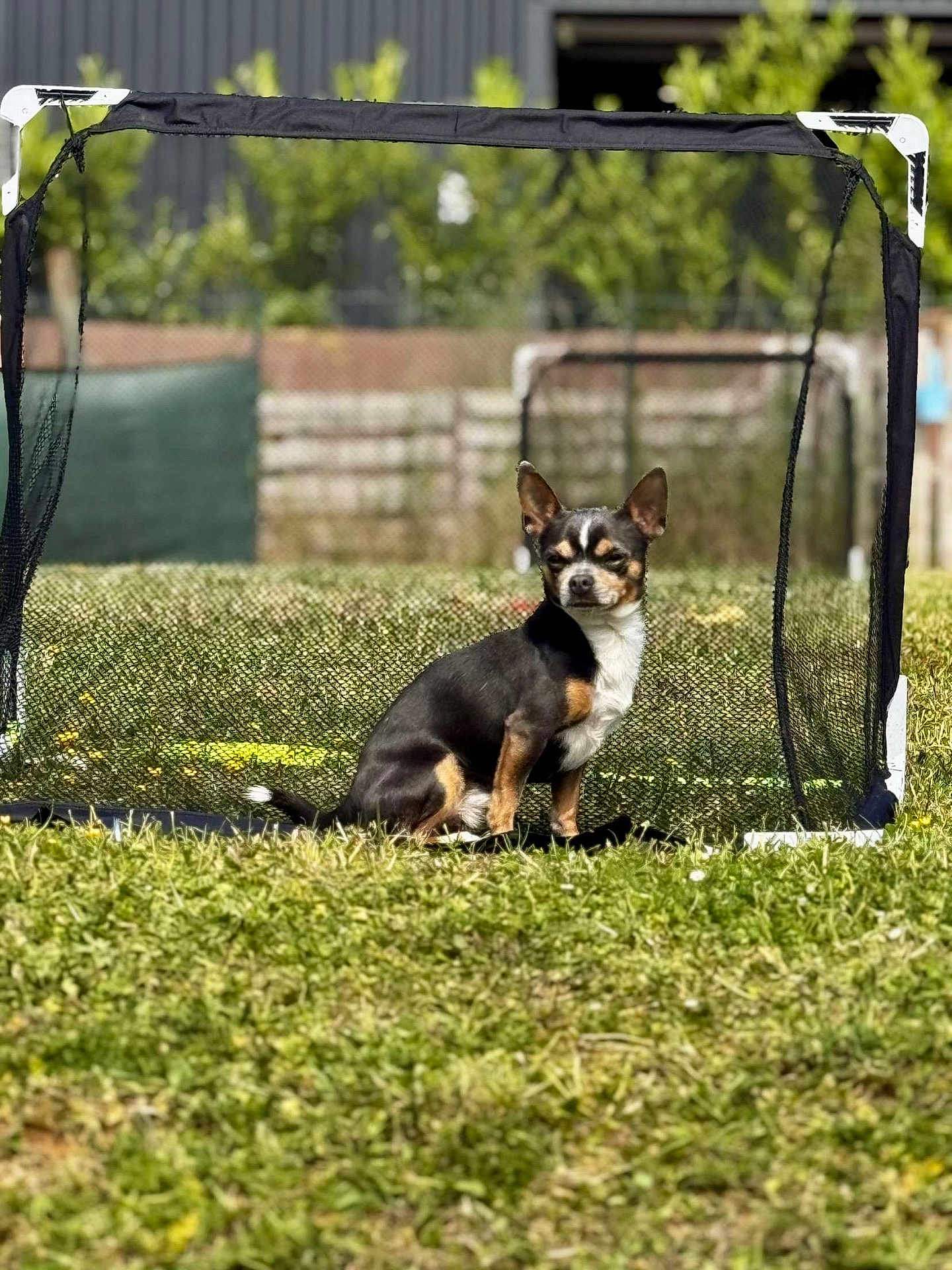 Snoop a rejoint le concours — aidez-le/la à gagner de superbes lots ! dog, small_dog, outdoor, grass, sports_equipment, soccer_goal, pet, animal, sunny, daytime, nature, blurred_background, black_and_tan, alert, sitting, canine, fence, yard, play, field