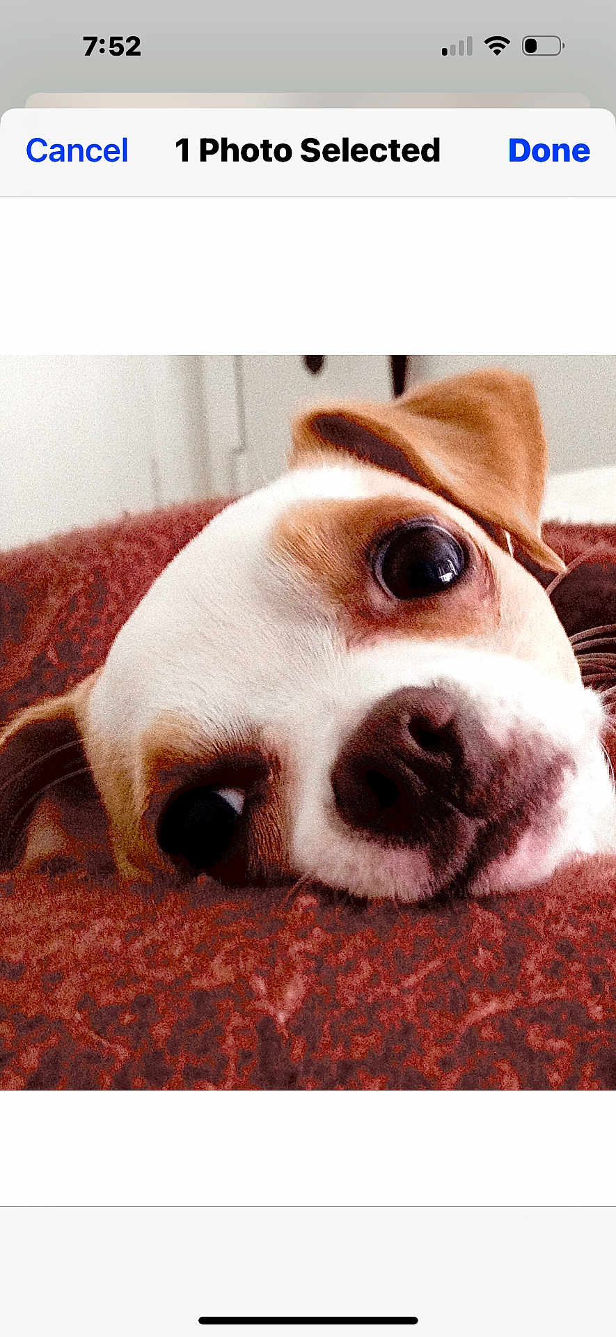 Sheemo is registered to the contest to win money with this photo: animal, brown, close_up, companion, cozy, cute, dog, ears, expression, face, fur, indoor, nostrils, pet, portrait, resting, snout, soft, texture, white