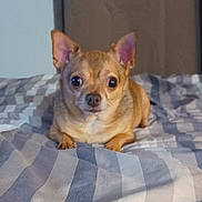 Noah joined the competition — help win amazing prizes! animal, bed, bedspread, chihuahua, companion, cozy, cute, dog, domestic_animal, ears_up, expression, fur, indoor, looking_at_camera, lying_down, mammal, pet, small_dog, striped, tan