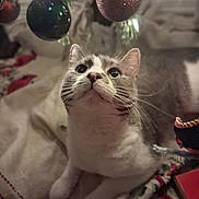 Piper is registered to the contest to win money with this photo: cat, christmas_tree, ornaments, holiday, decorations, blanket, indoor, pet, cute, curious, feline, whiskers, holiday_decor, festive, cozy, animal, mammal, closeup, domestic_cat, celebration
