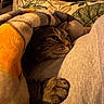 Hime Pargana a rejoint le concours — aidez-le/la à gagner de superbes lots ! cat, tabby, blanket, paw, cozy, cushion, leaf_pattern, indoor, snuggling, resting, feline, fur, closeup, warm_lighting, comfort, pet, relaxation, soft_texture, home, animal