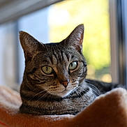 Hime Pargana a rejoint le concours — aidez-le/la à gagner de superbes lots ! cat, tabby, pet, animal, indoor, window, soft_furniture, green_eyes, fur, whiskers, relaxed, portrait, close_up, cozy, daylight, domestic_animal, feline, resting, cute, home