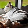 cat, animal, pet, window, blanket, feline, resting, sleeping, fur, indoor, cozy, soft, natural_light, relaxing, comfort, domestic, white, brown, striped, closeup