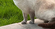 Youki a rejoint le concours — aidez-le/la à gagner de superbes lots ! cat, siamese, animal, pet, outdoor, grass, stone_patio, fur, blue_eyes, standing, looking, nature, mammal, whiskers, tail, ears, alert, daylight, closeup, portrait