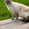 cat, siamese, animal, pet, outdoor, grass, stone_patio, fur, blue_eyes, standing, looking, nature, mammal, whiskers, tail, ears, alert, daylight, closeup, portrait