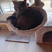 Princesse participe au concours pour gagner de l'argent avec cette photo : cat, grey_cat, cat_tree, cat_hammock, pet_toy, ball, wooden_floor, window, natural_light, indoor, pet, feline, fur, animal, relaxing, cozy, home, resting, cute, domestic