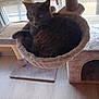 cat, grey_cat, cat_tree, cat_hammock, pet_toy, ball, wooden_floor, window, natural_light, indoor, pet, feline, fur, animal, relaxing, cozy, home, resting, cute, domestic