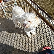 Choupy participe au concours pour gagner de l'argent avec cette photo : dog, white_dog, small_dog, fluffy, pet, sunlight, shadow_pattern, lattice_fence, outdoor, floor, concrete_floor, footwear, sandal, pet_collar, curious, daylight, shadow, pet_owner, domestic_animal, home