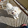 dog, white_dog, small_dog, fluffy, pet, sunlight, shadow_pattern, lattice_fence, outdoor, floor, concrete_floor, footwear, sandal, pet_collar, curious, daylight, shadow, pet_owner, domestic_animal, home