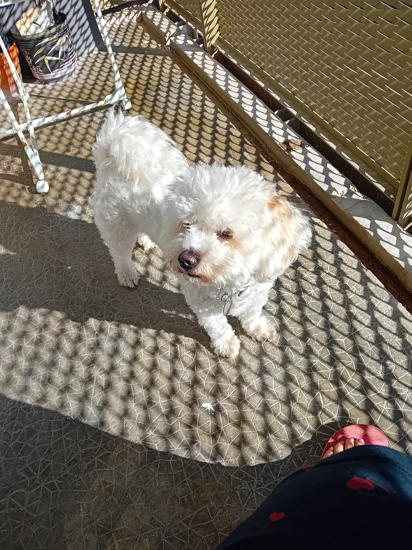 Choupy participe au concours pour gagner de l'argent avec cette photo : dog, white_dog, small_dog, fluffy, pet, sunlight, shadow_pattern, lattice_fence, outdoor, floor, concrete_floor, footwear, sandal, pet_collar, curious, daylight, shadow, pet_owner, domestic_animal, home
