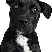Shelby a rejoint le concours — aidez-le/la à gagner de superbes lots ! dog, puppy, black_dog, white_chest, portrait, close_up, pet, canine, floppy_ears, brown_eyes, sitting, looking_at_camera, short_fur, black_and_white, adorable, cute, animal, studio_background, isolated, photography