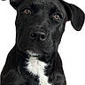 dog, puppy, black_dog, white_chest, portrait, close_up, pet, canine, floppy_ears, brown_eyes, sitting, looking_at_camera, short_fur, black_and_white, adorable, cute, animal, studio_background, isolated, photography
