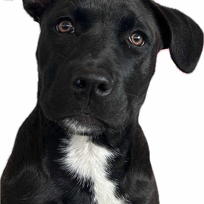 Shelby a rejoint le concours — aidez-le/la à gagner de superbes lots ! dog, puppy, black_dog, white_chest, portrait, close_up, pet, canine, floppy_ears, brown_eyes, sitting, looking_at_camera, short_fur, black_and_white, adorable, cute, animal, studio_background, isolated, photography