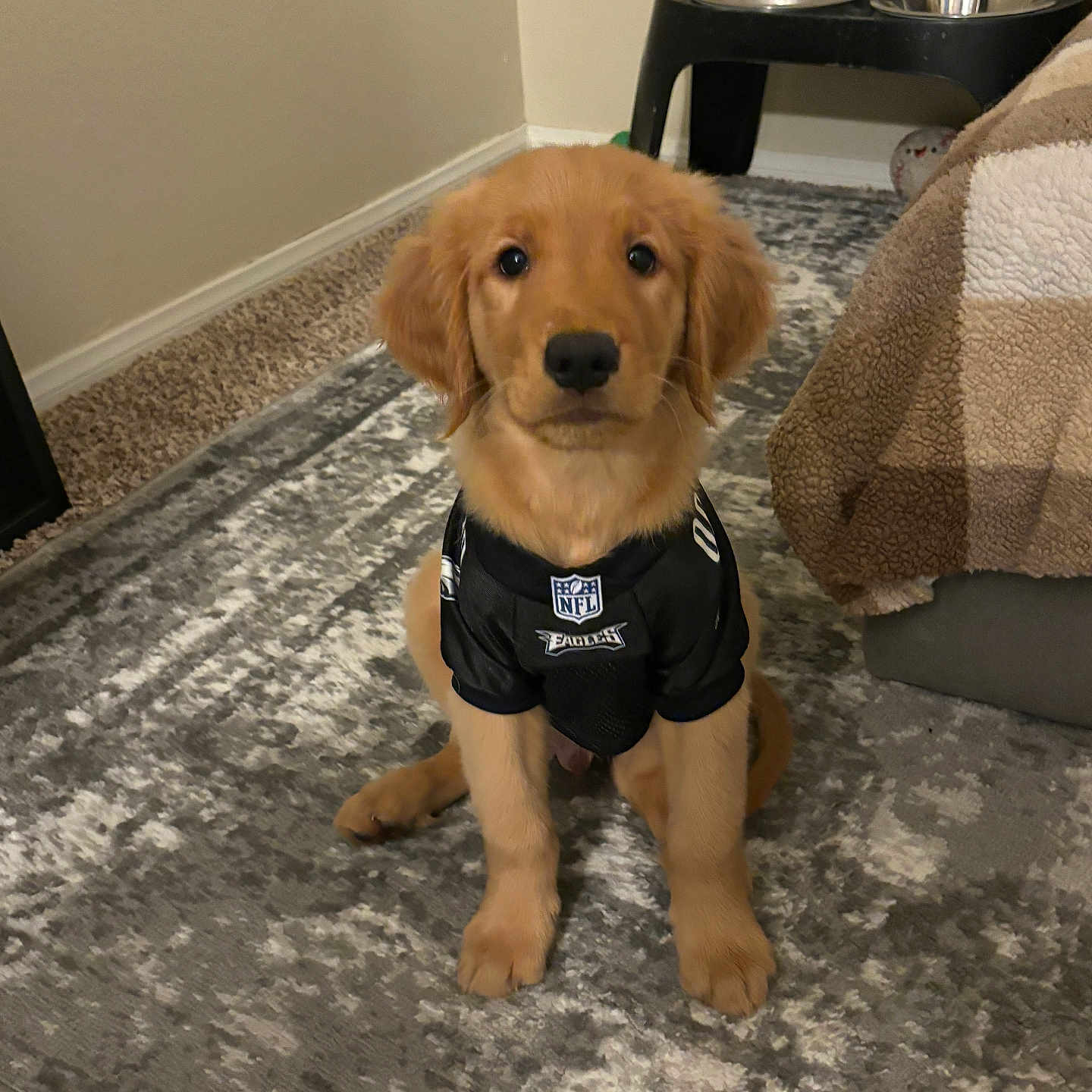 Lincoln is registered to the contest to win money with this photo: animal, blanket, carpet, couch, cute, dog, eagles, ears, floor, fur, furniture, golden_retriever, indoor, looking_at_camera, nfl_jersey, nose, pet, pet_clothing, puppy, sitting