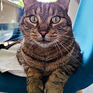 Othello participe au concours pour gagner de l'argent avec cette photo : animal, cat, chair, close_up, comfortable, cute, domestic, eyes, focus, fur, furniture, indoor, mammal, paws, pet, portrait, relaxed, seated, tabby, whiskers