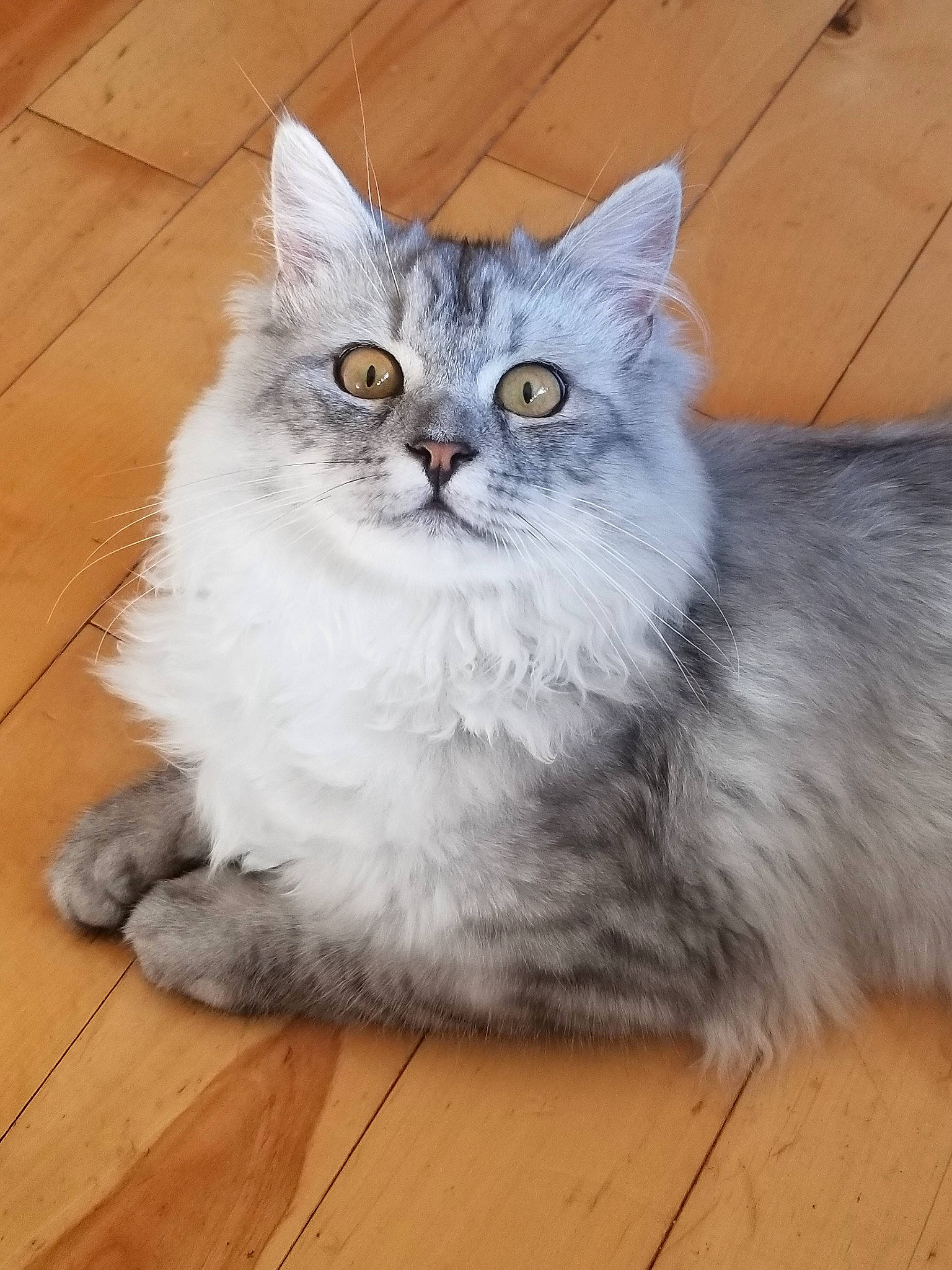 Baby participe au concours pour gagner de l'argent avec cette photo : asian, asian_semi_longhair, british_longhair, british_semi_longhair, carnivore, cat, cymric, domestic_long_haired_cat, domestic_short_haired_cat, felidae, maine_coon, mammal, napoleon_cat, norwegian_forest_cat, persian, ragamuffin, siberian, small_to_medium_sized_cats, vertebrate, whiskers