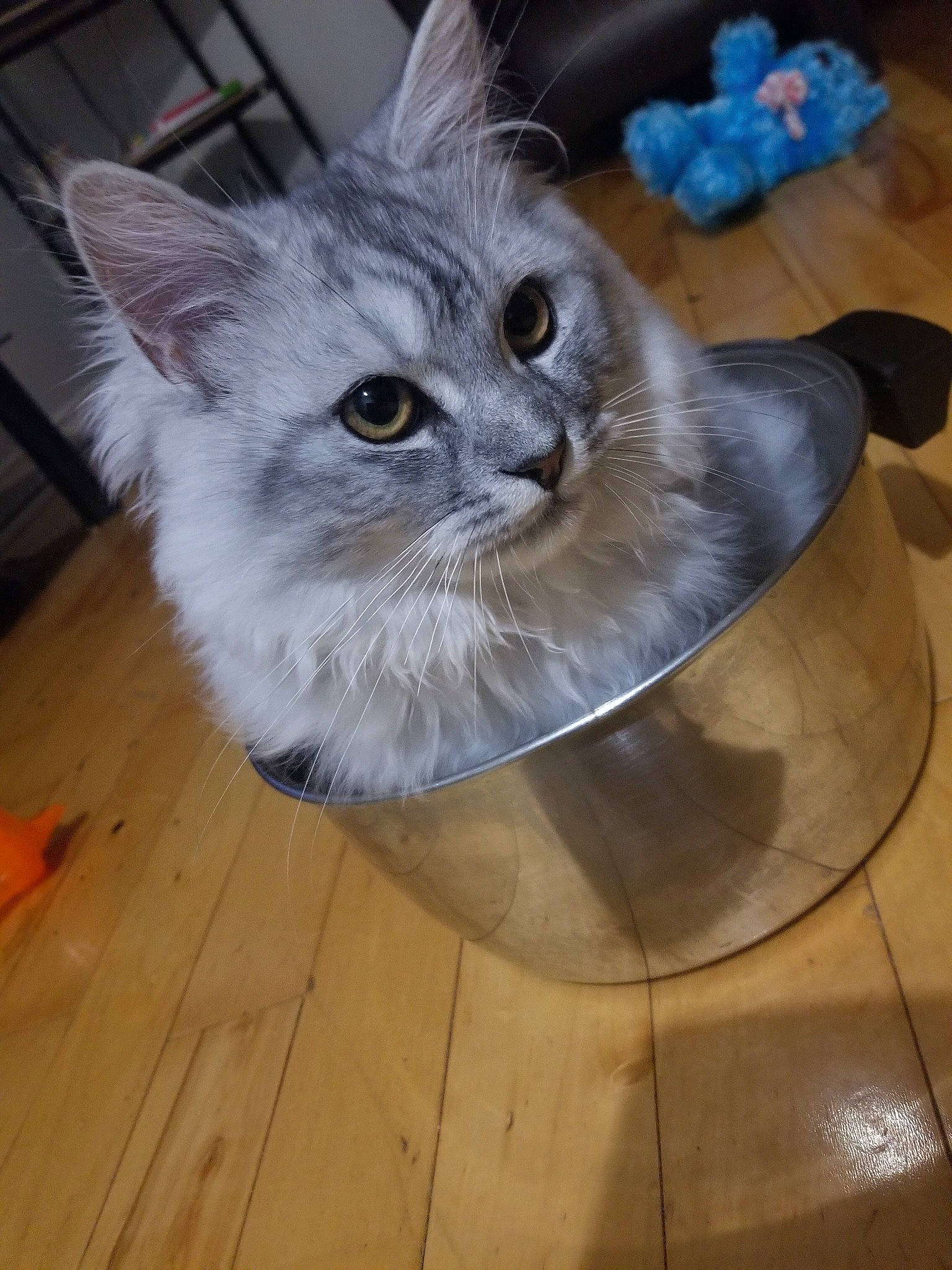 Baby participe au concours pour gagner de l'argent avec cette photo : asian_semi_longhair, british_longhair, british_semi_longhair, carnivore, cat, domestic_long_haired_cat, domestic_short_haired_cat, fawn, felidae, kitten, maine_coon, mammal, nebelung, persian, ragamuffin, ragdoll, siberian, small_to_medium_sized_cats, whiskers