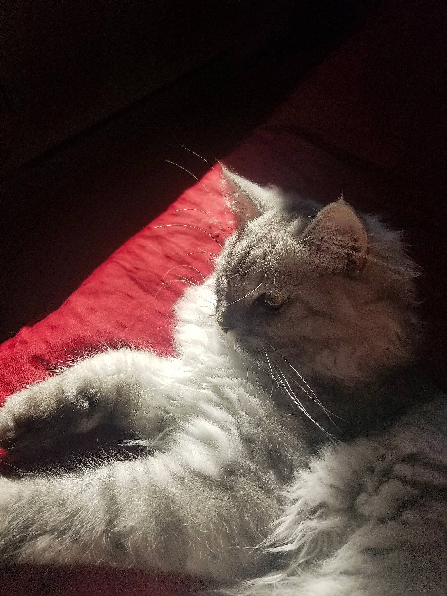 Baby a rejoint le concours — aidez-le/la à gagner de superbes lots ! carnivore, cat, cloud, colorpoint_shorthair, ear, felidae, fur, kitten, nap, night, norwegian_forest_cat, paw, ragdoll, sky, small_to_medium_sized_cats, tail, turkish_angora, turkish_van, whiskers