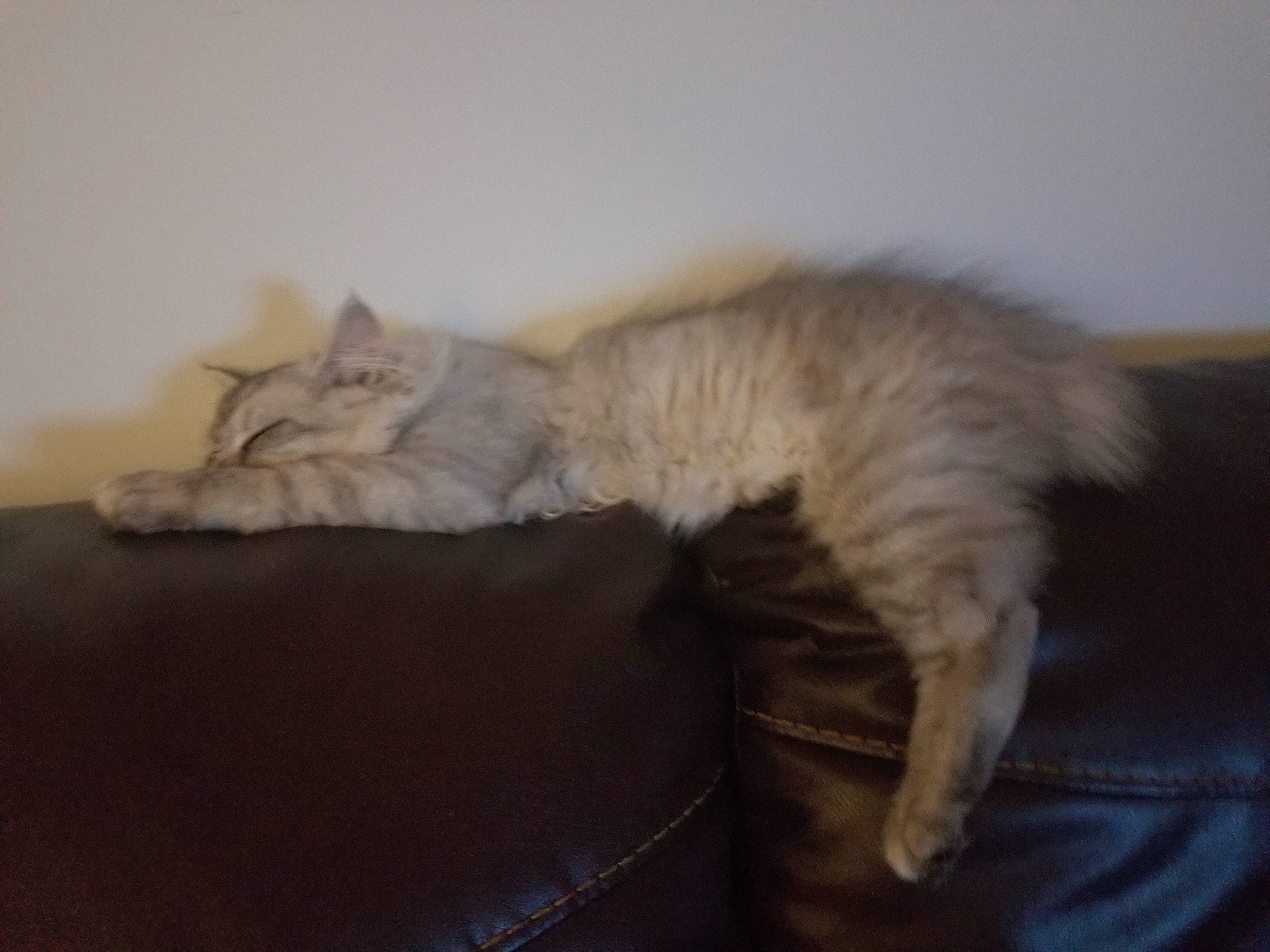 Baby a rejoint le concours — aidez-le/la à gagner de superbes lots ! asian, british_semi_longhair, carnivore, cat, domestic_long_haired_cat, felidae, fur, mammal, norwegian_forest_cat, persian, siberian, small_to_medium_sized_cats, tail, turkish_angora, whiskers