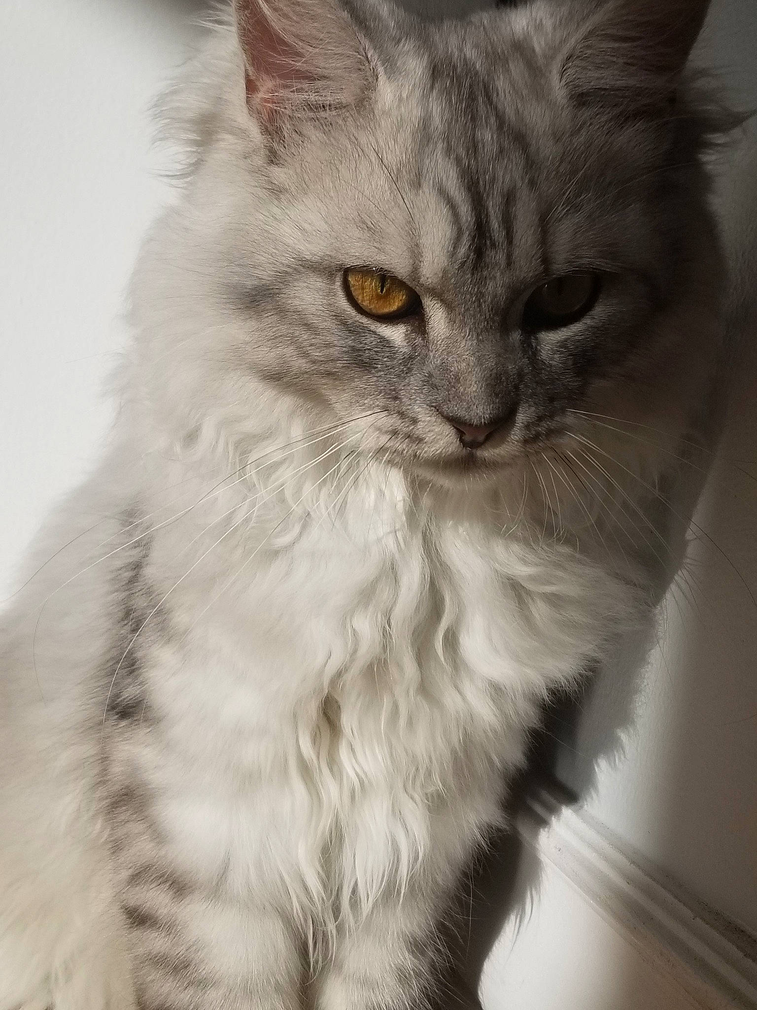 Baby participe au concours pour gagner de l'argent avec cette photo : asian, asian_semi_longhair, british_longhair, british_semi_longhair, carnivore, cat, domestic_long_haired_cat, felidae, fur, kitten, maine_coon, mammal, napoleon_cat, norwegian_forest_cat, persian, ragamuffin, siberian, small_to_medium_sized_cats, vertebrate, whiskers