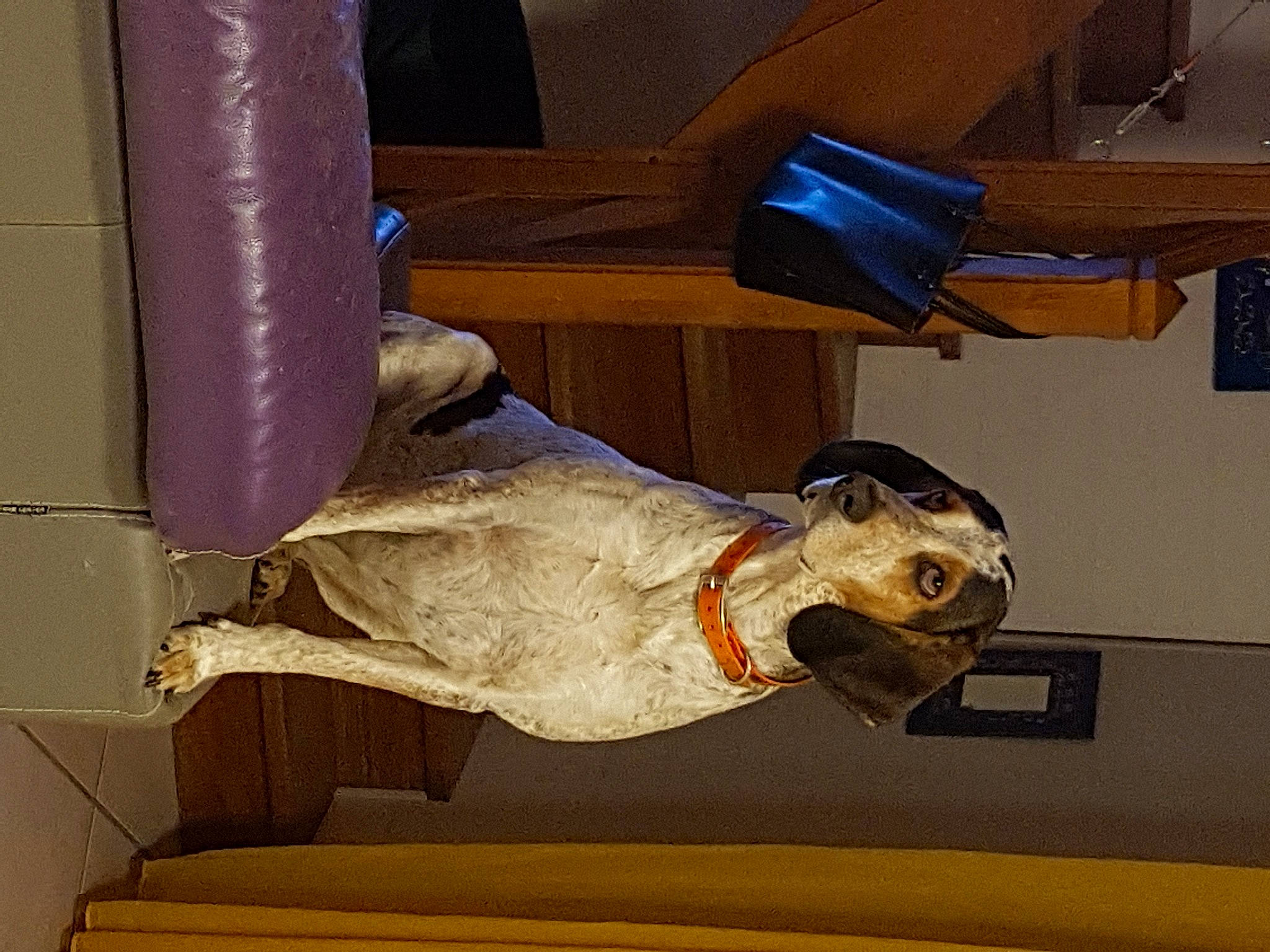 House participe au concours pour gagner de l'argent avec cette photo : art, carton, carving, companion_dog, human_leg, metal, room, sculpture, shipping_box, statue, tail, visual_arts, wood